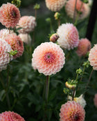 Dahlia 20th Ave Softer Peach