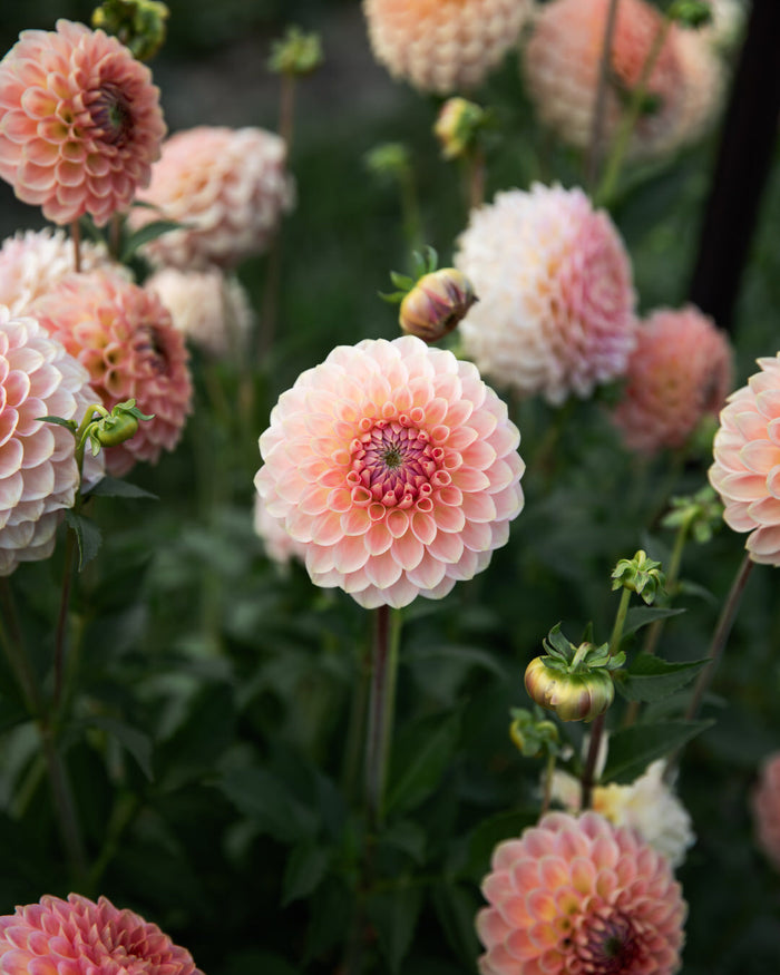 Dahlia 20th Ave Softer Peach
