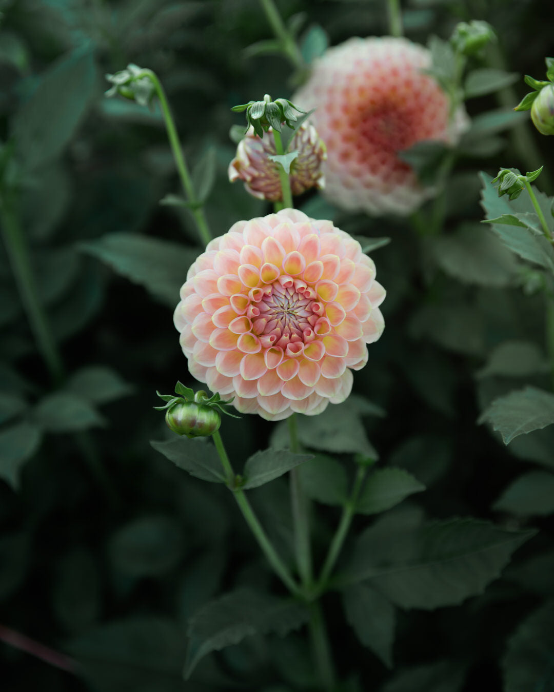 Dahlia 20th Ave Softer Peach