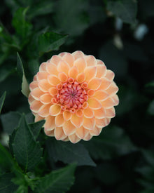 Dahlia GW's Calhoun Moon