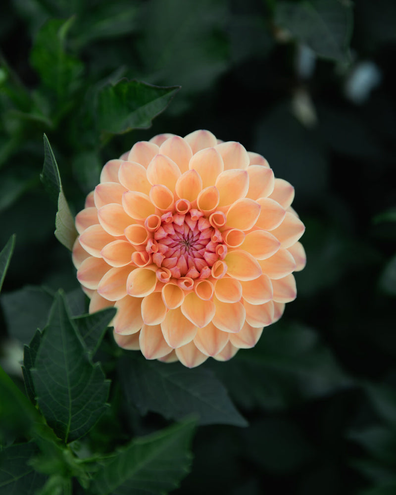 Dahlia GW's Calhoun Moon