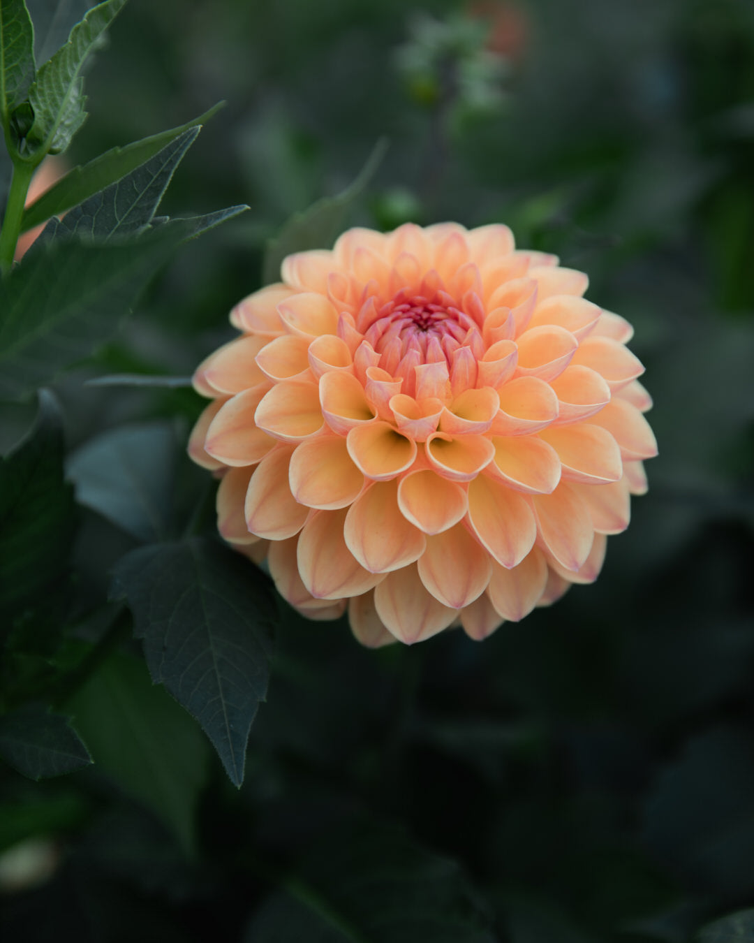 Dahlia GW's Calhoun Moon