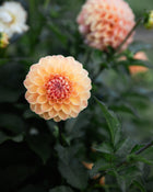 Dahlia GW's Calhoun Moon