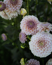KA's Cinder Rose Dahlia Tubers Sale