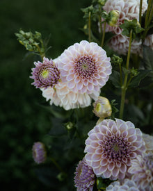 KA's Cinder Rose Dahlia Tubers Sale