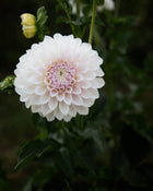 Dahlia KA's® Bella Luna (LIMIT 1)