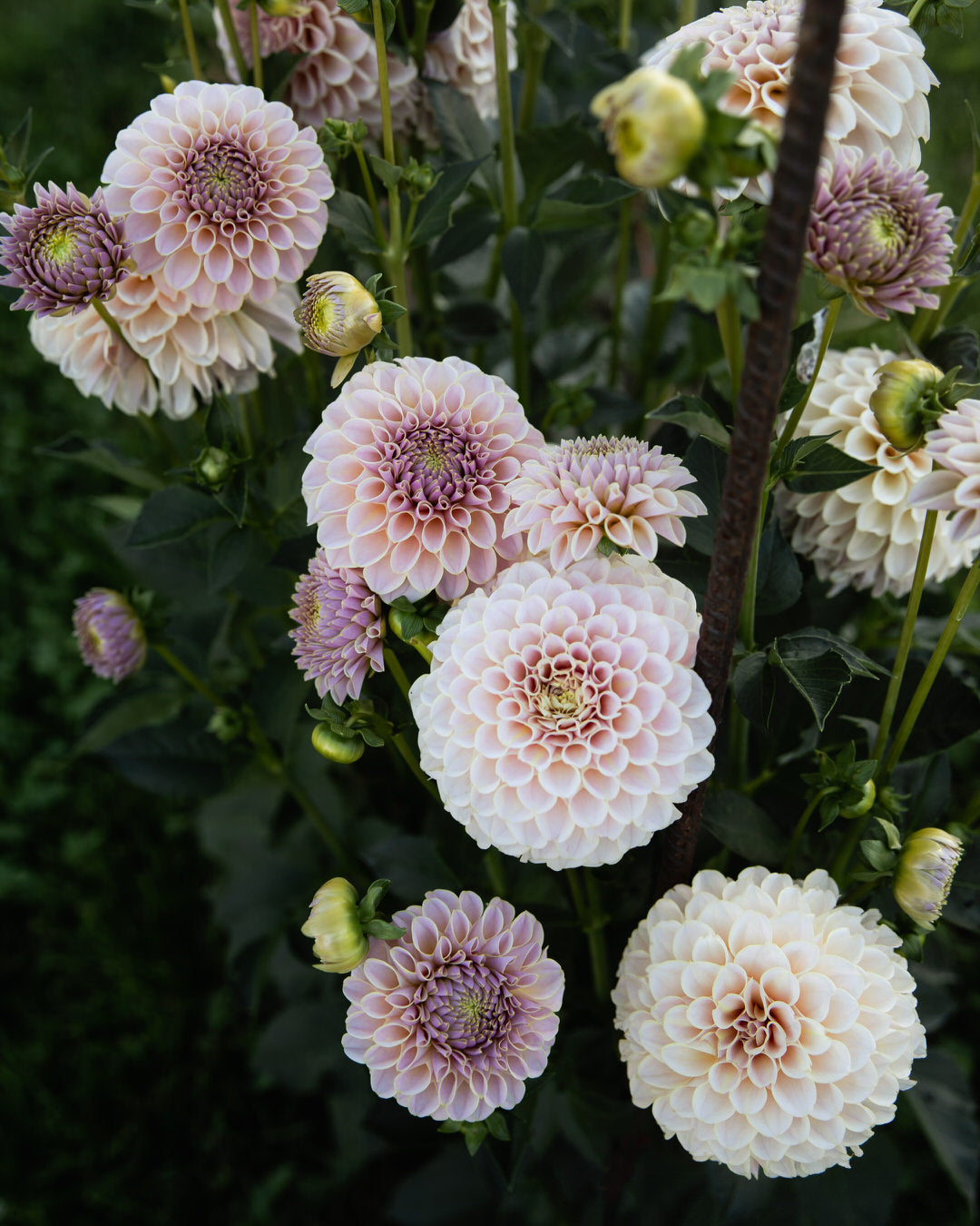 KA's Cinder Rose Dahlia Tubers Sale
