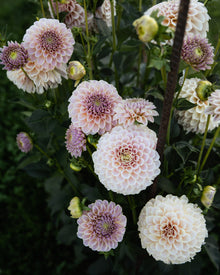 KA's Cinder Rose Dahlia Tubers Sale