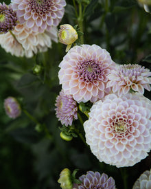 KA's Cinder Rose Dahlia Tubers Sale