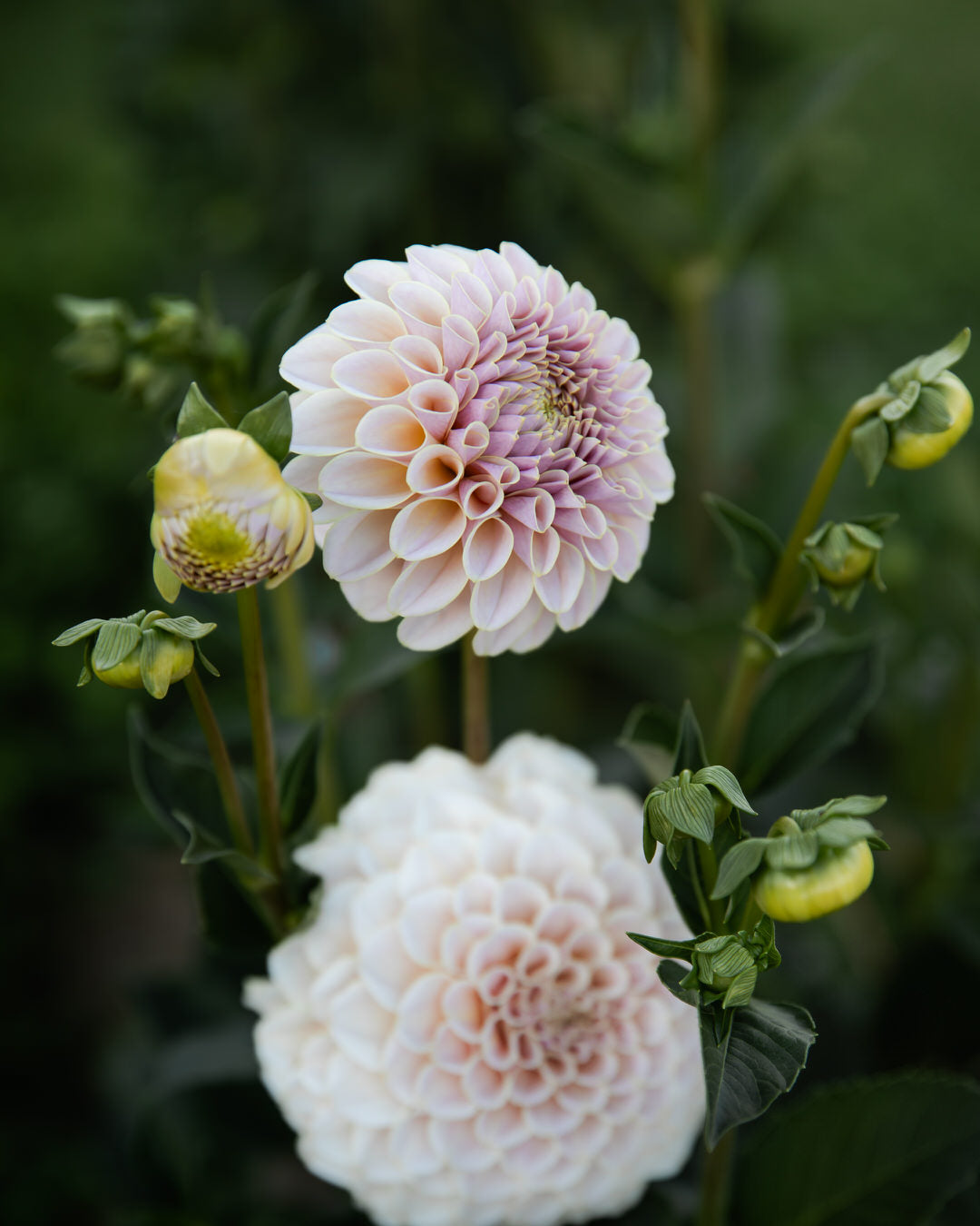 KA's Cinder Rose Dahlia Tubers Sale