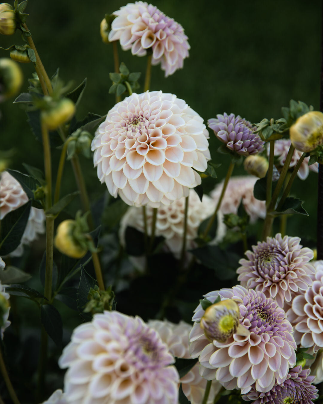 KA's Cinder Rose Dahlia Tubers Sale