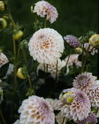 KA's Cinder Rose Dahlia Tubers Sale