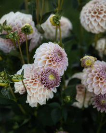 KA's Cinder Rose Dahlia Tubers Sale