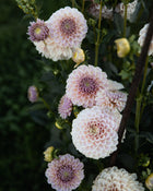 KA's Cinder Rose Dahlia Tubers Sale