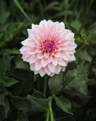 Dahlia KA's® Mocha Jake