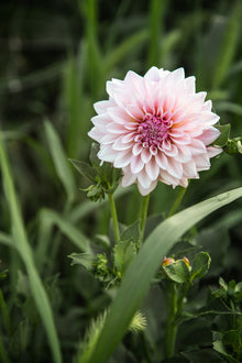 Dahlia KA's® Mocha Jake