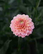 Dahlia KA's® Boho Peach