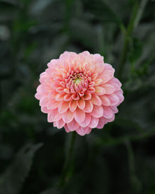 Dahlia KA's® Boho Peach