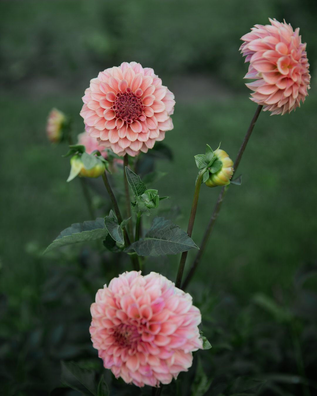 Dahlia KA's Coral Sea