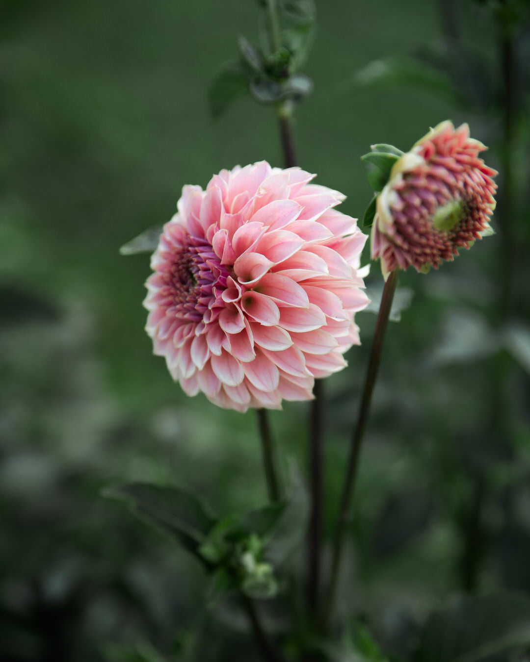 Dahlia KA's Coral Sea