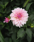 Dahlia KA's® Mocha Jake