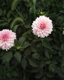 Dahlia KA's® Mocha Jake
