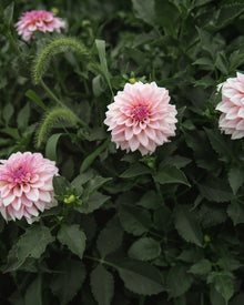 Dahlia KA's® Mocha Jake