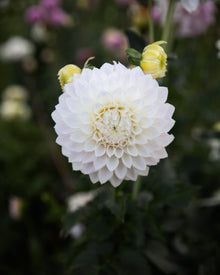 Dahlia KA's® Bella Luna (LIMIT 1)