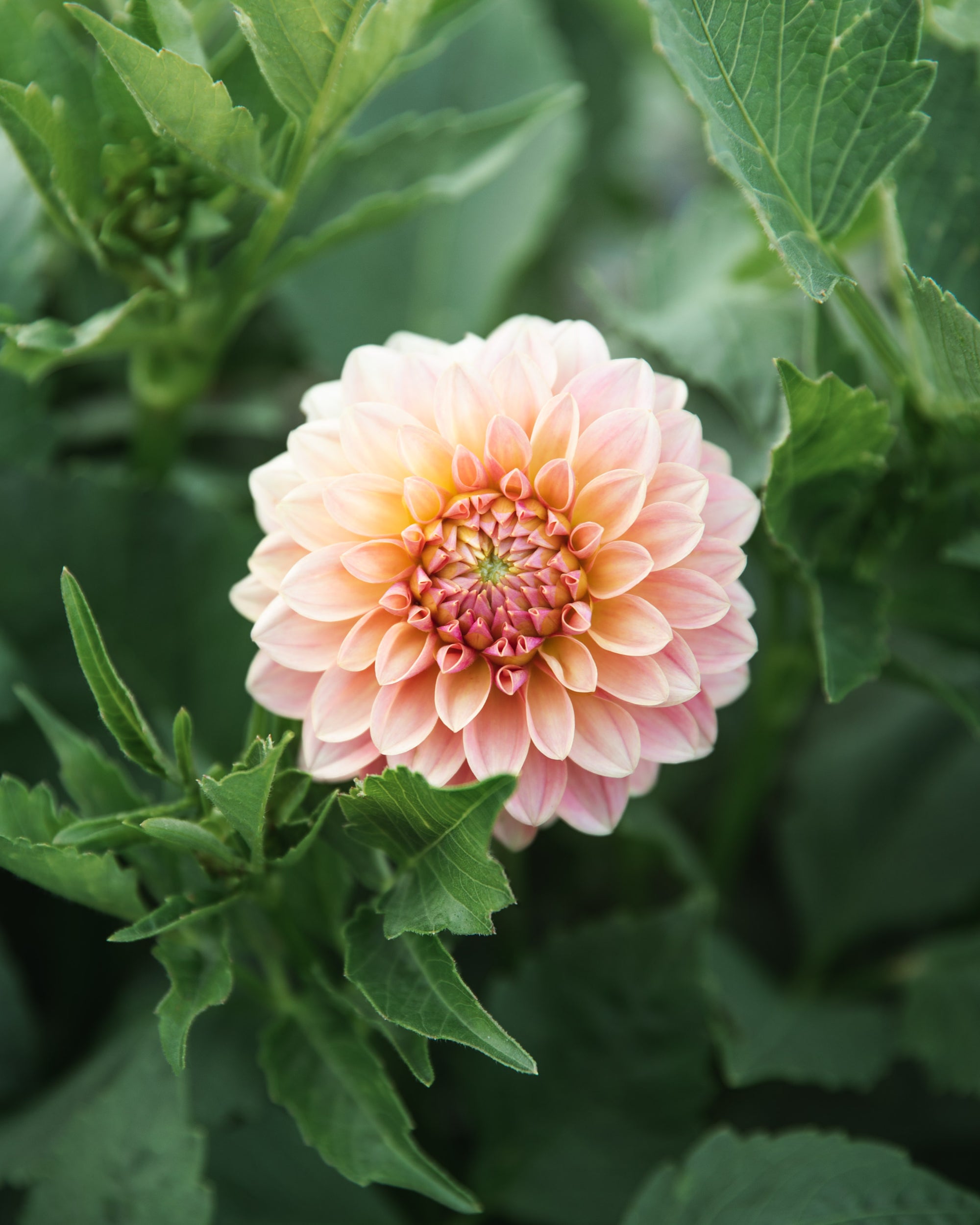 Dahlia KA's® Boho Peach