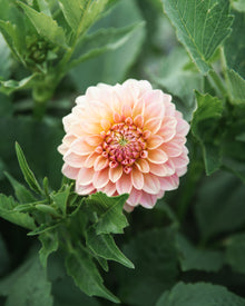 Dahlia KA's® Boho Peach