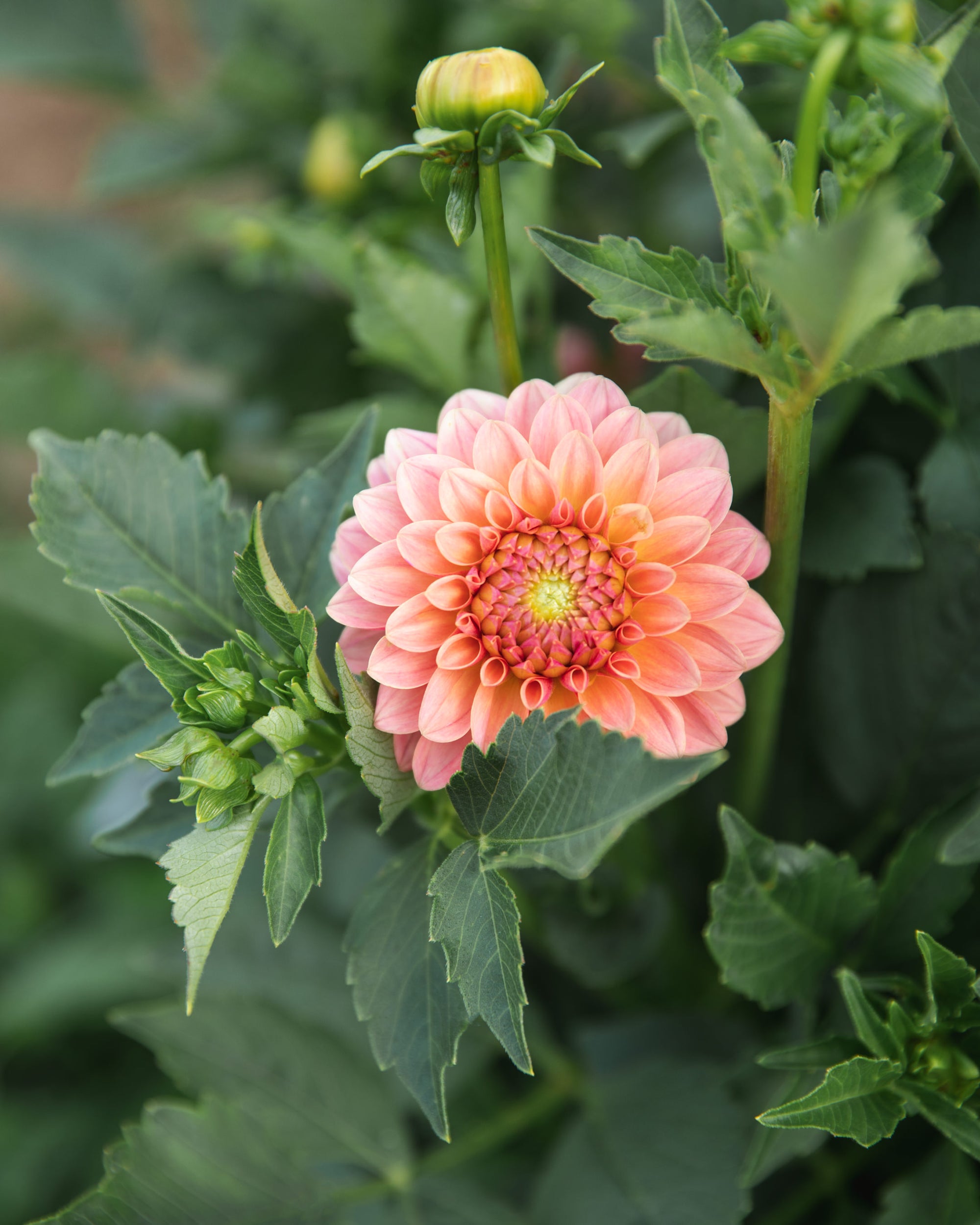 Dahlia KA's® Boho Peach