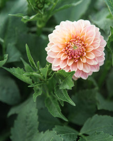 Dahlia KA's® Boho Peach