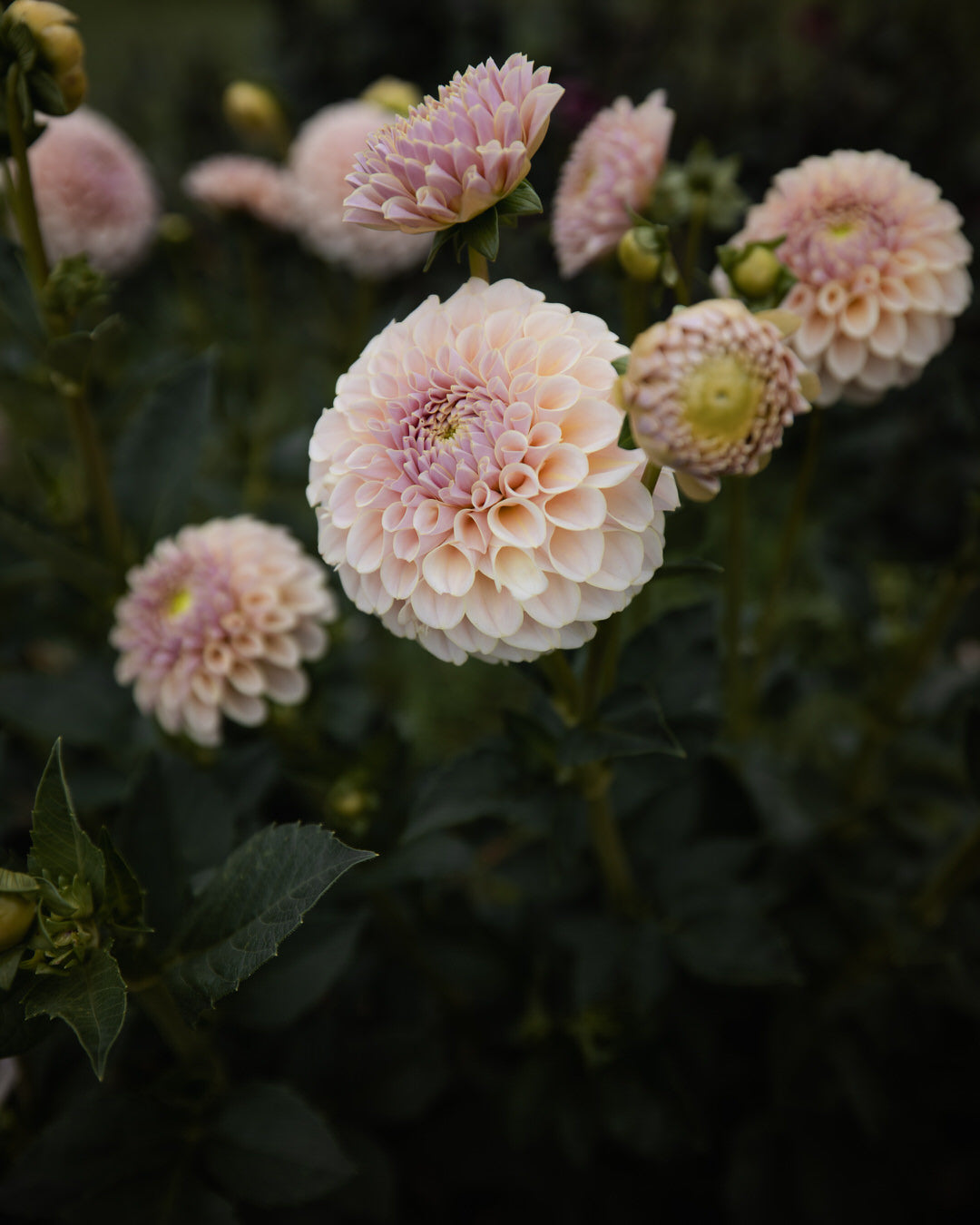 KA's Cinder Rose Dahlia Tubers Sale
