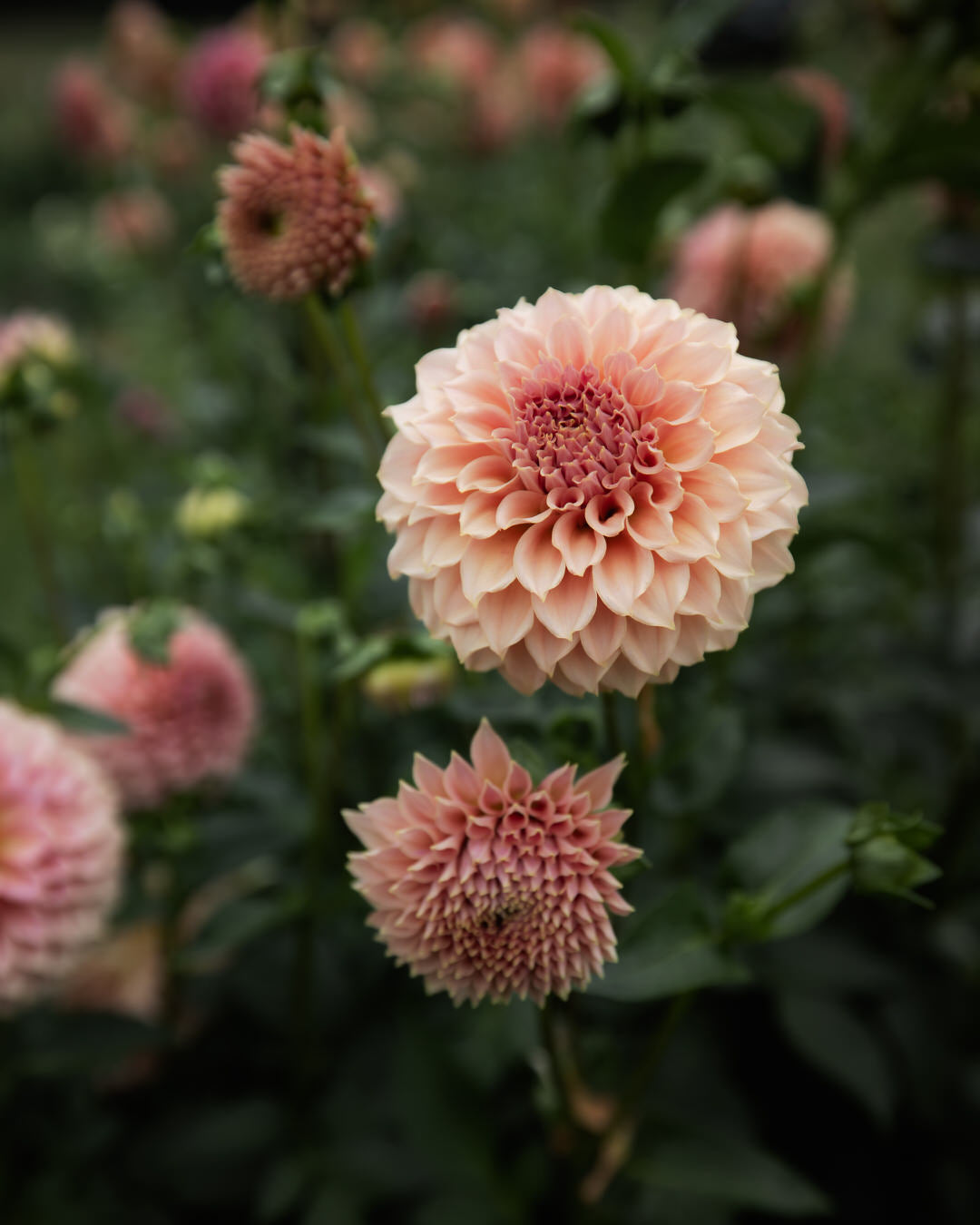 Dahlia KA's® Coral Sea dahlia tubers petal back farm