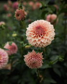 Dahlia KA's® Coral Sea dahlia tubers petal back farm