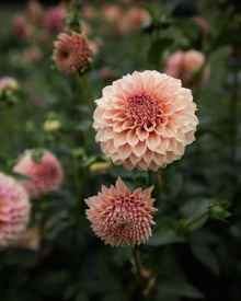 Dahlia KA's® Coral Sea dahlia tubers petal back farm