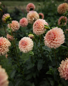 Dahlia KA's® Coral Sea dahlia tubers petal back farm