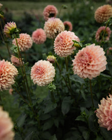 Dahlia KA's® Coral Sea dahlia tubers petal back farm