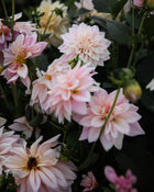 Dahlia KA's® Mocha Jake
