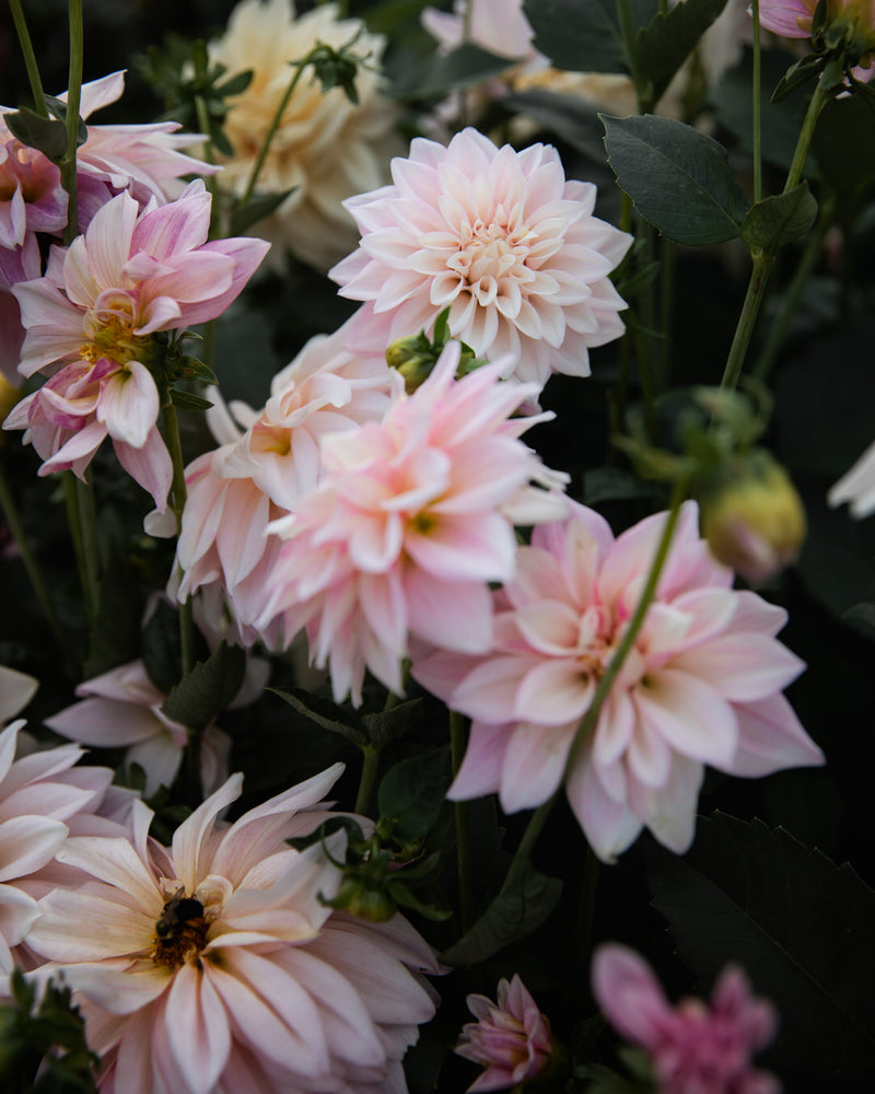 Dahlia KA's® Mocha Jake
