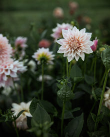 Dahlia KA's® Mocha Jake