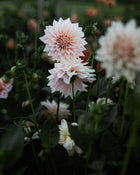 Dahlia KA's® Mocha Jake