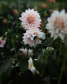 Dahlia KA's® Mocha Jake