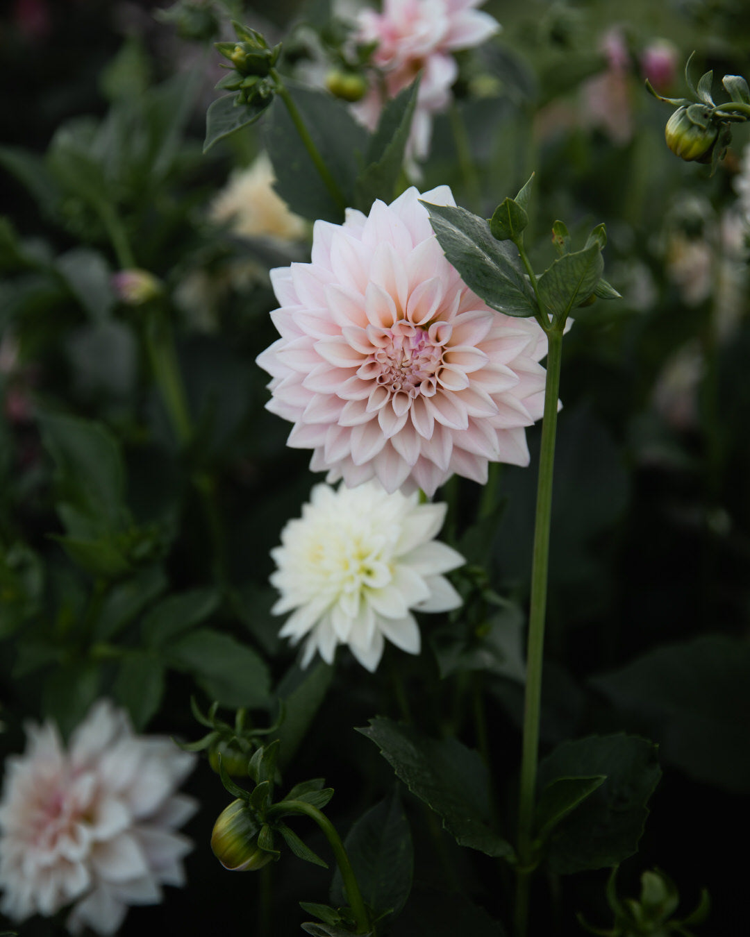 Dahlia KA's® Mocha Jake