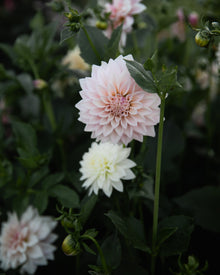 Dahlia KA's® Mocha Jake
