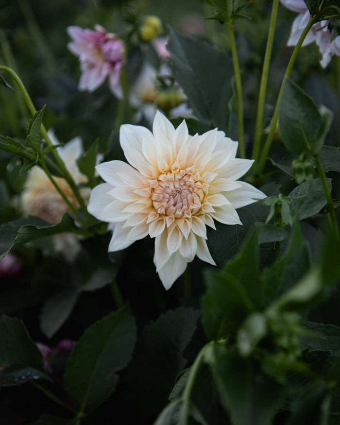 Dahlia KA's® Mocha Maya
