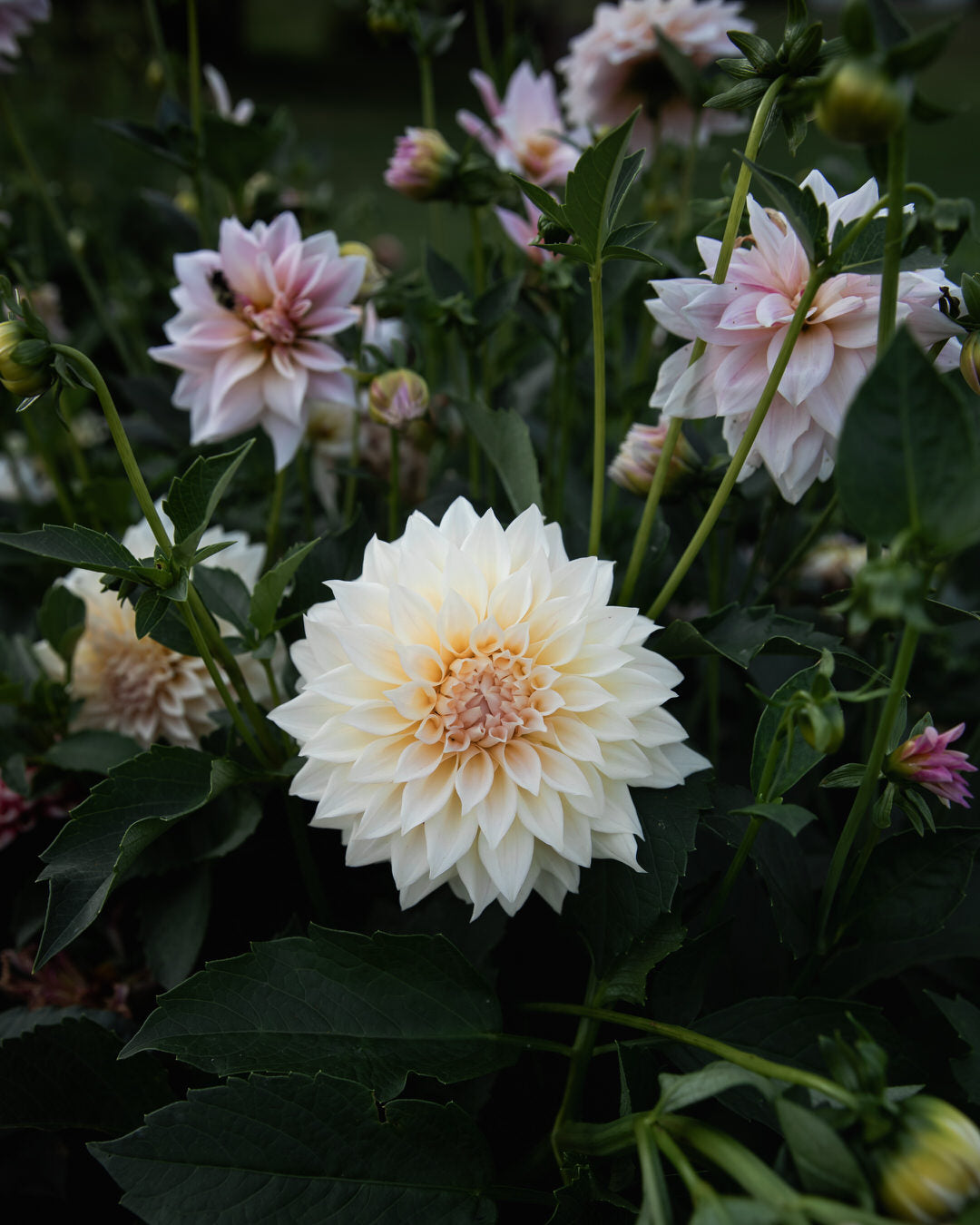 Dahlia KA's® Mocha Maya
