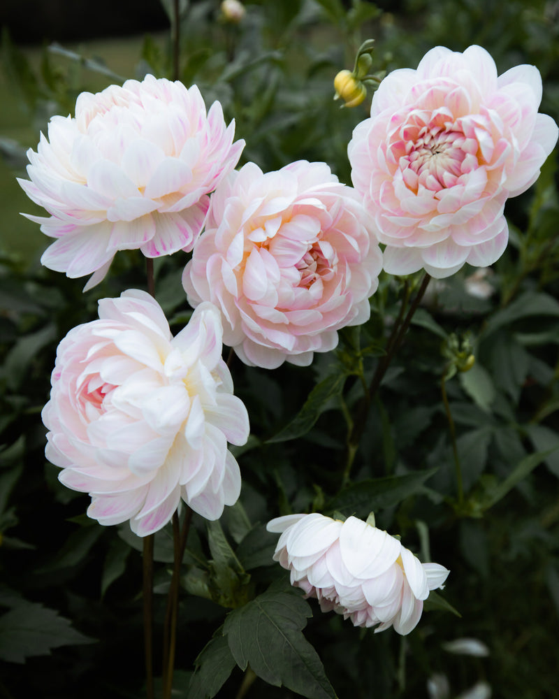 kelgai ann dahlia tubers