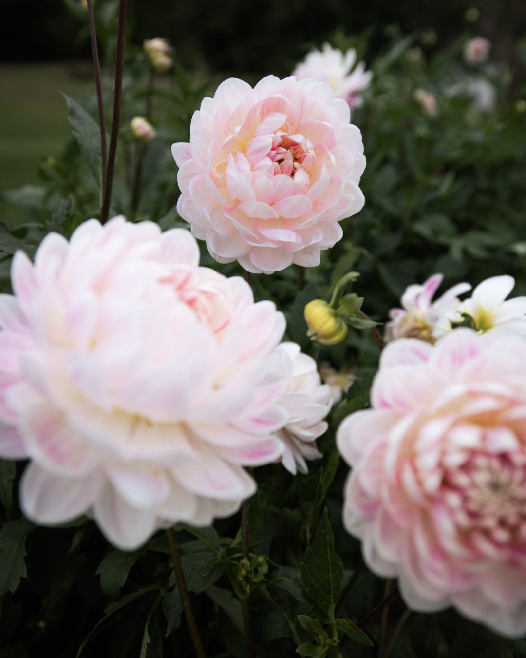 kelgai ann dahlia tubers sale