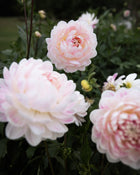 kelgai ann dahlia tubers sale